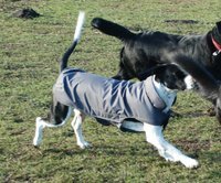 Infrarot-Ganzjahres-Hundemantel wasserdicht atmungsaktiv Reflexstreifen 60-80 cm