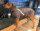 Infrarot-Ganzjahres-Hundemantel wasserdicht atmungsaktiv Reflexstreifen 60-80 cm