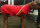 Infrarot-Ganzjahres-Hundemantel - Standard - Reflex - 65 cm rot