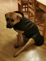 Gr. XL Rückenlänge 90 cm ohne Reflex - Infrarot-Ganzjahres-Hundemantel wasserdicht atmungsaktiv