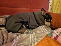 therapeutischer Infrarot-Hunde-Bademantel - 45 cm