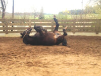 Stück Infrarot-Stallgamasche Xtreme - XL links